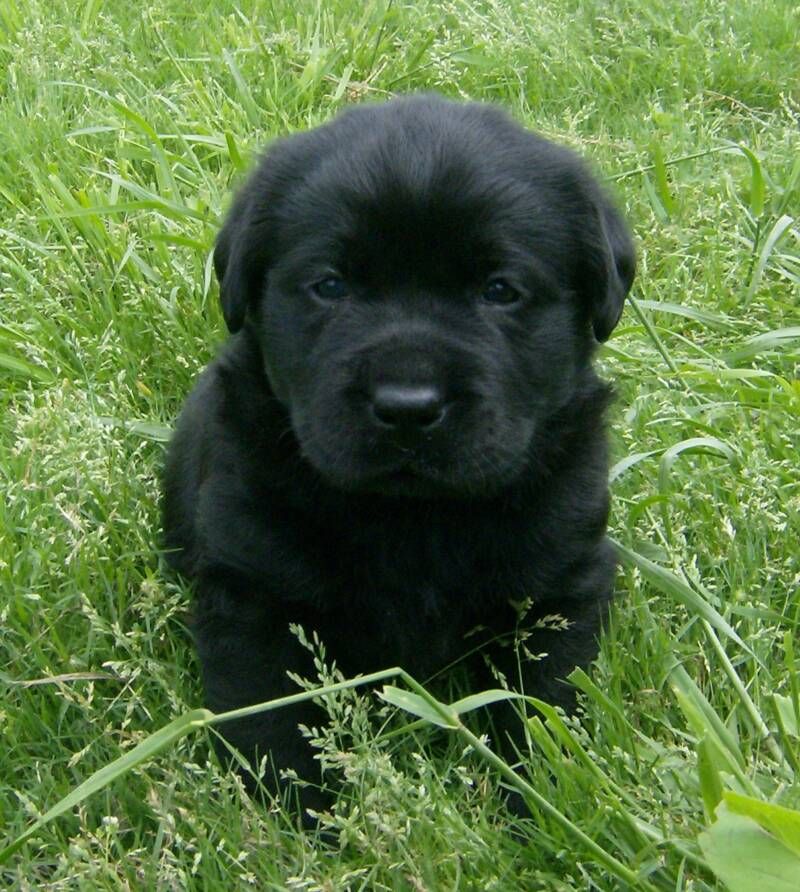 Detail Pictures Of Black Lab Puppies Nomer 30