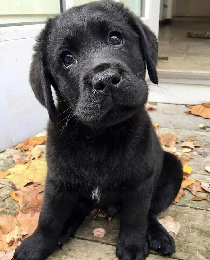 Detail Pictures Of Black Lab Puppies Nomer 31