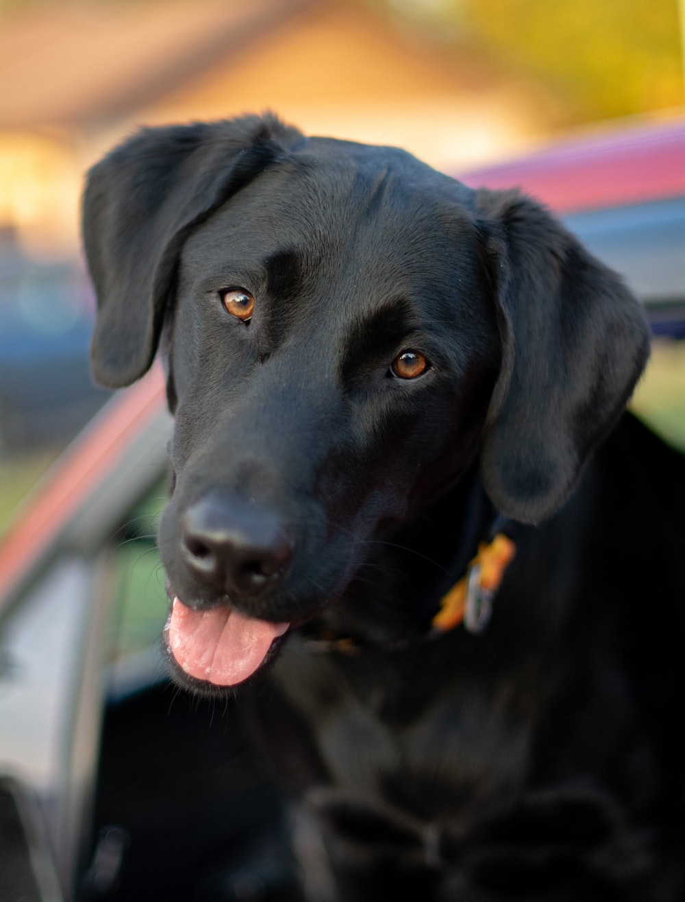 Detail Pictures Of Black Lab Puppies Nomer 32