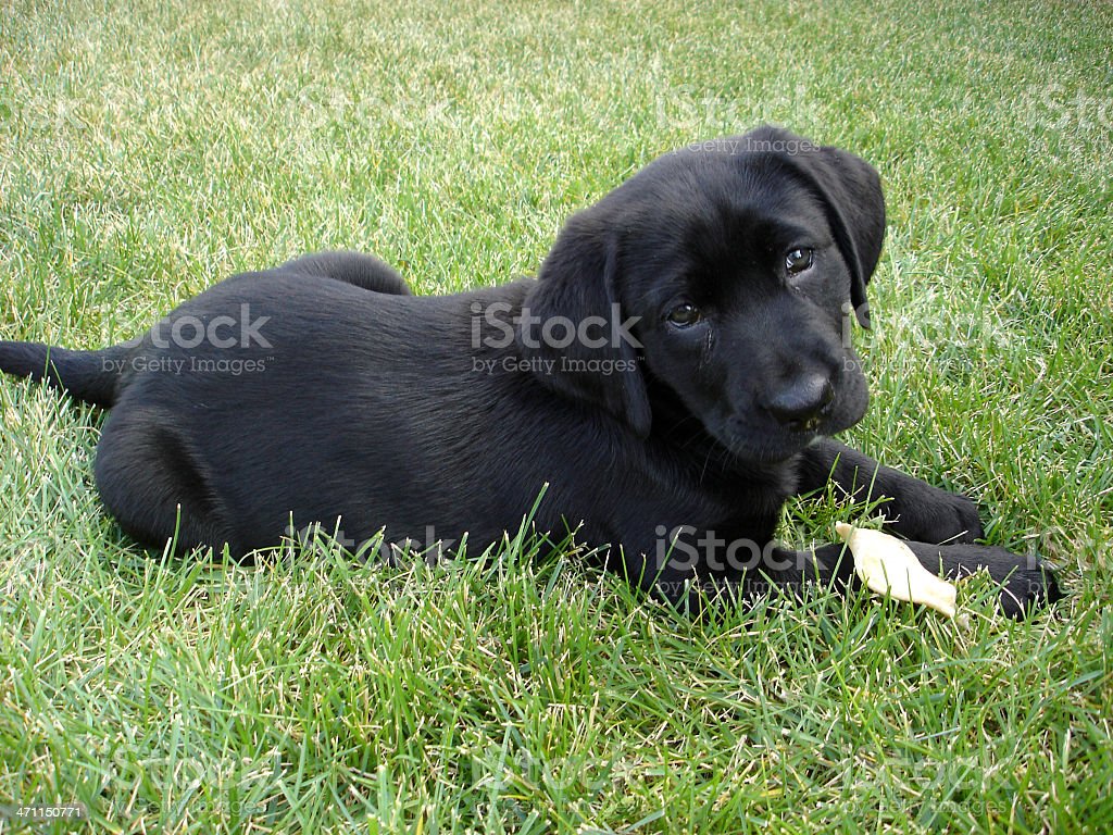 Detail Pictures Of Black Lab Puppies Nomer 35