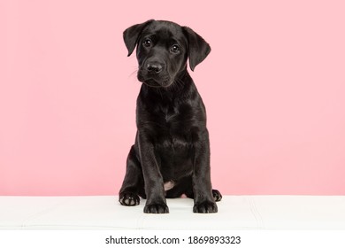 Detail Pictures Of Black Lab Puppies Nomer 5