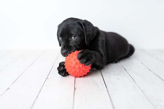 Detail Pictures Of Black Lab Puppies Nomer 47