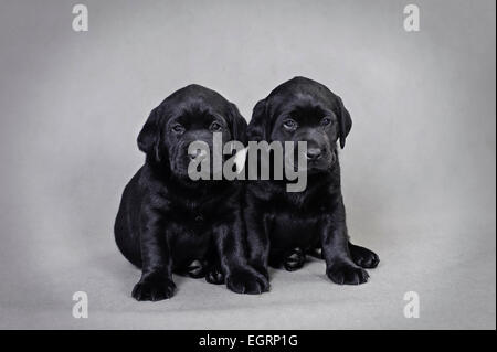 Detail Pictures Of Black Lab Puppies Nomer 48