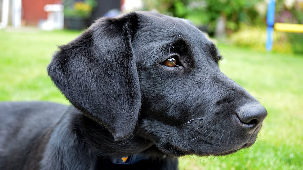 Detail Pictures Of Black Lab Puppies Nomer 53