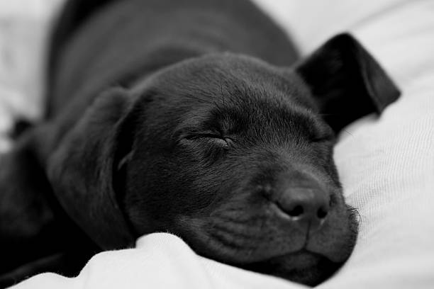 Detail Pictures Of Black Lab Puppies Nomer 54