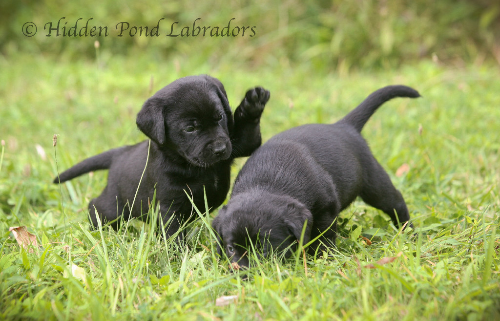 Detail Pictures Of Black Lab Puppies Nomer 8