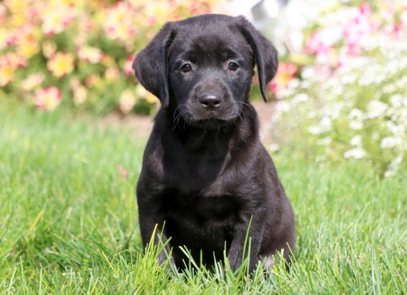 Detail Pictures Of Black Lab Puppies Nomer 9