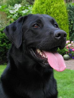 Detail Pictures Of Black Labrador Retrievers Nomer 16