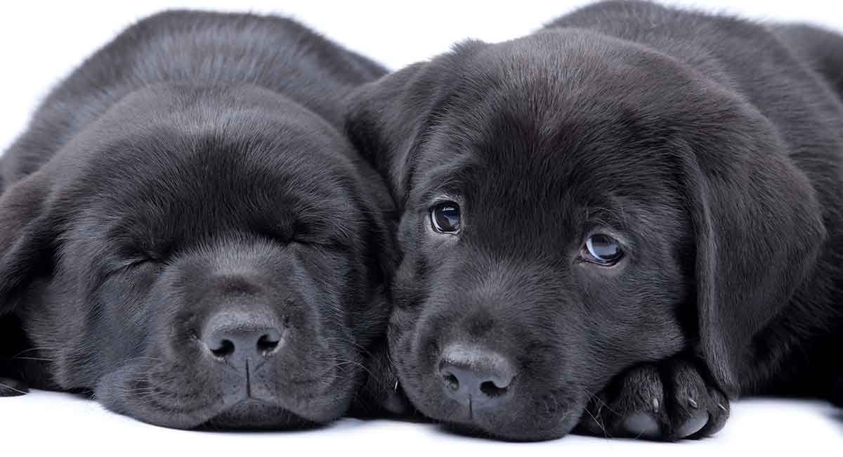 Detail Pictures Of Black Labrador Retrievers Nomer 3