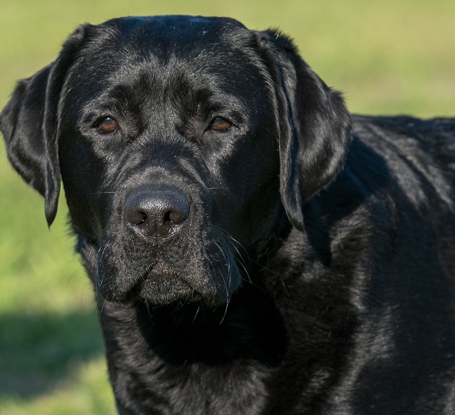 Detail Pictures Of Black Labrador Retrievers Nomer 20