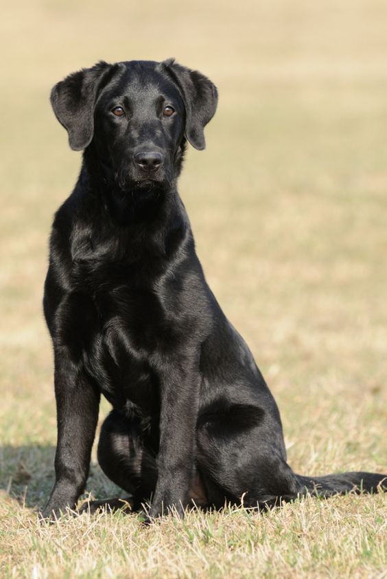 Detail Pictures Of Black Labrador Retrievers Nomer 24