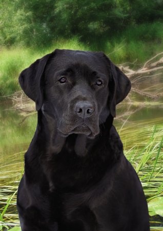 Detail Pictures Of Black Labrador Retrievers Nomer 25