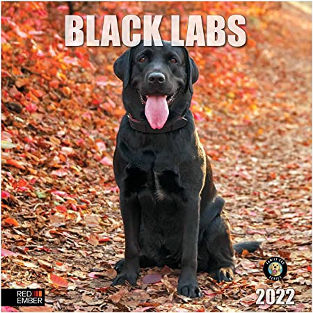 Detail Pictures Of Black Labrador Retrievers Nomer 50