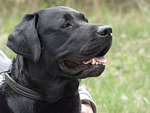 Detail Pictures Of Black Labrador Retrievers Nomer 54