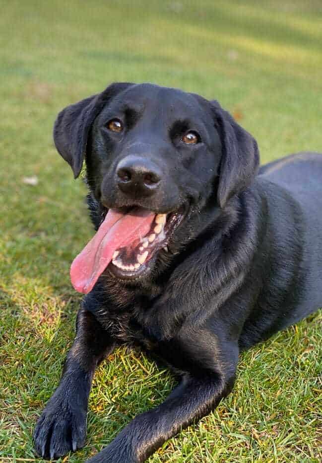 Detail Pictures Of Black Labrador Retrievers Nomer 7