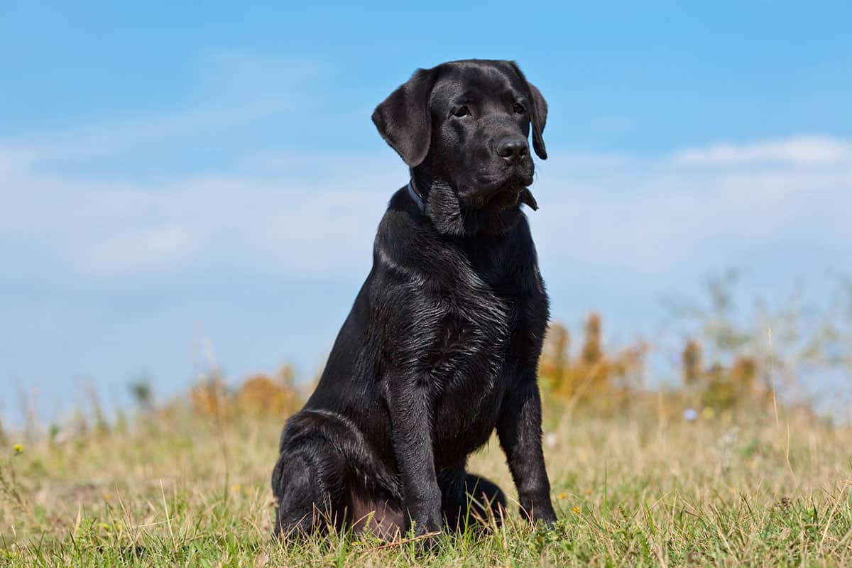 Detail Pictures Of Black Labradors Nomer 15