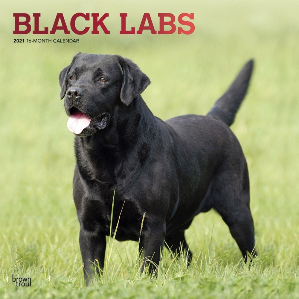 Detail Pictures Of Black Labradors Nomer 18