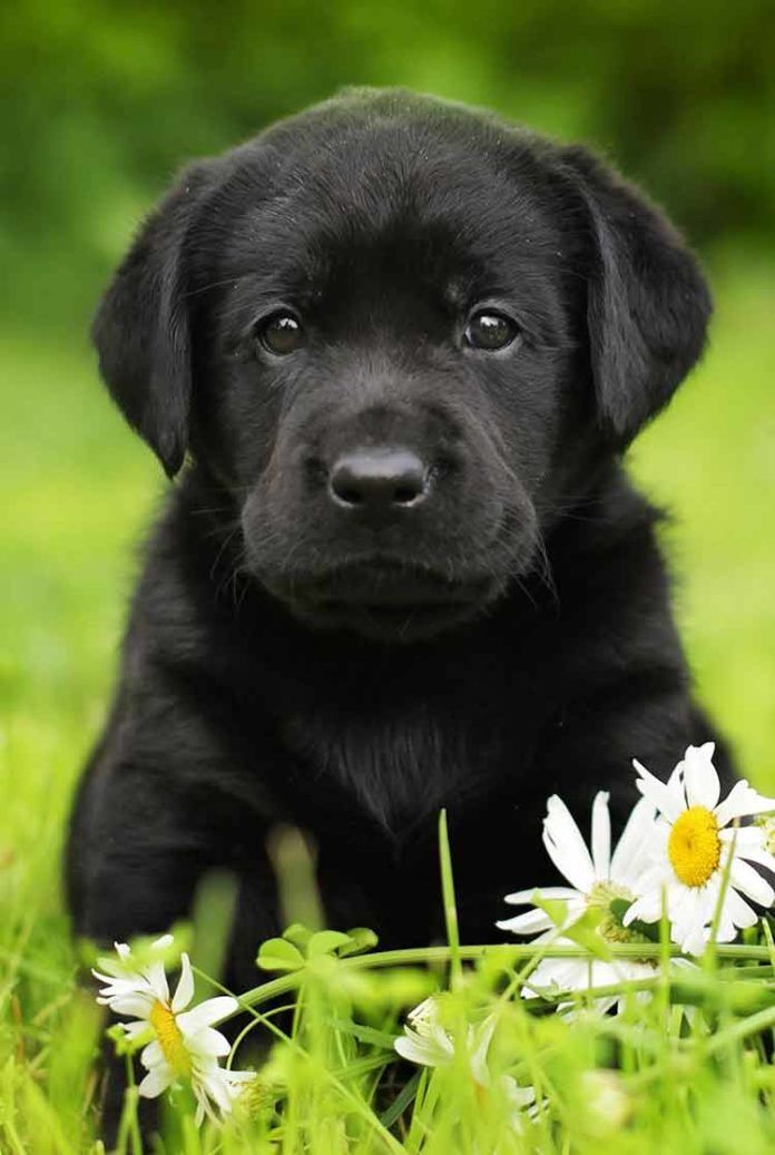 Detail Pictures Of Black Labradors Nomer 20