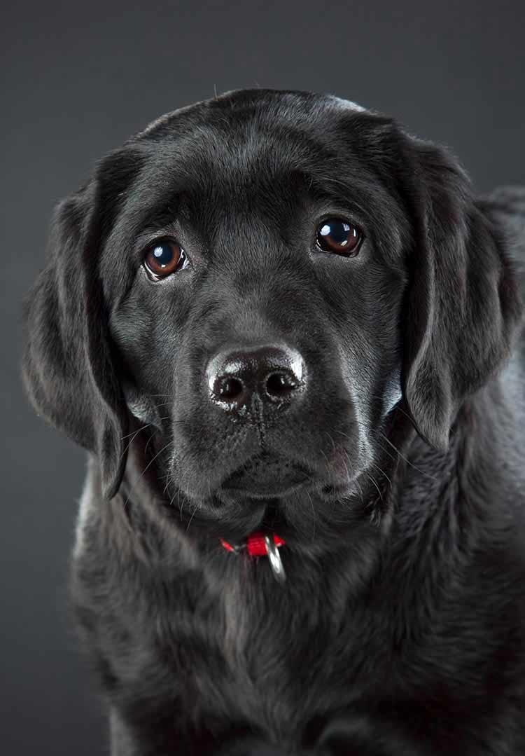 Detail Pictures Of Black Labradors Nomer 3