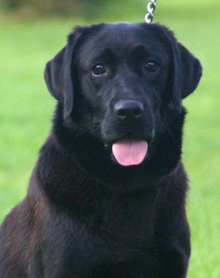 Detail Pictures Of Black Labradors Nomer 26