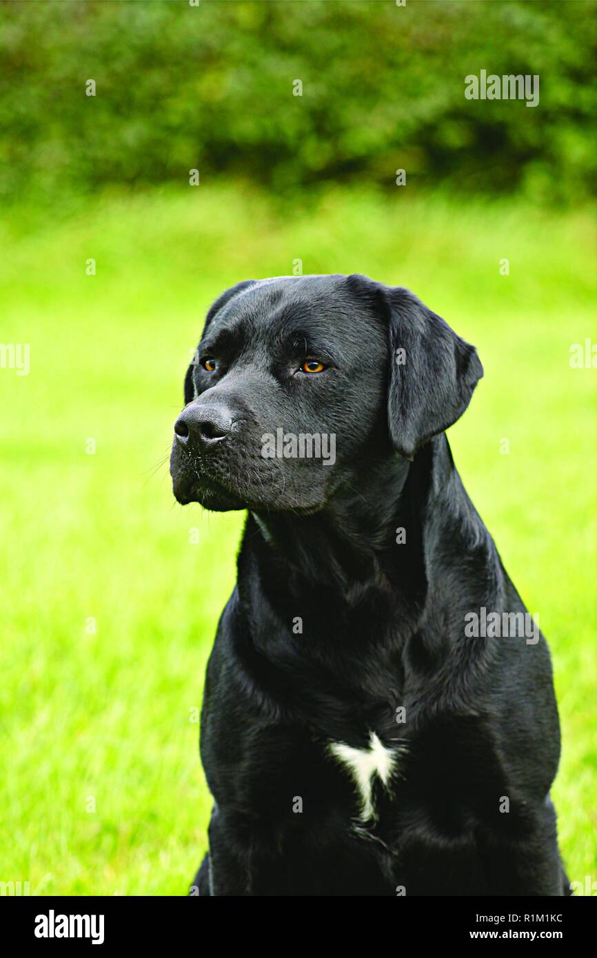 Detail Pictures Of Black Labradors Nomer 37