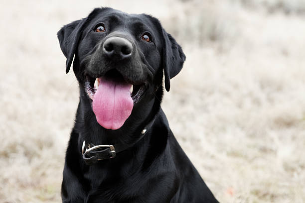 Detail Pictures Of Black Labradors Nomer 5