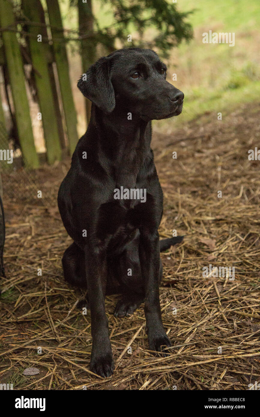 Detail Pictures Of Black Labradors Nomer 42