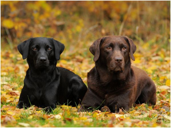 Detail Pictures Of Black Labradors Nomer 48