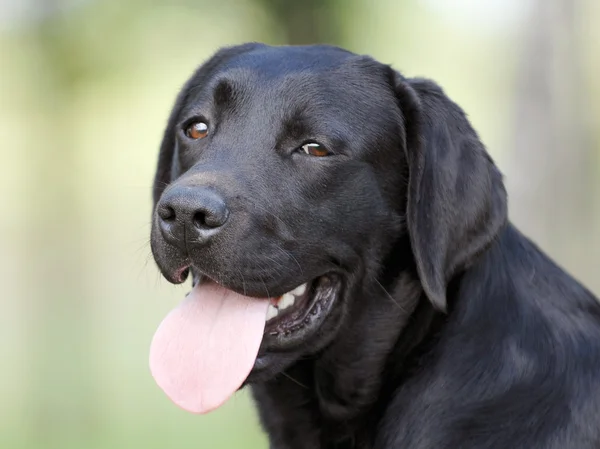 Detail Pictures Of Black Labradors Nomer 49