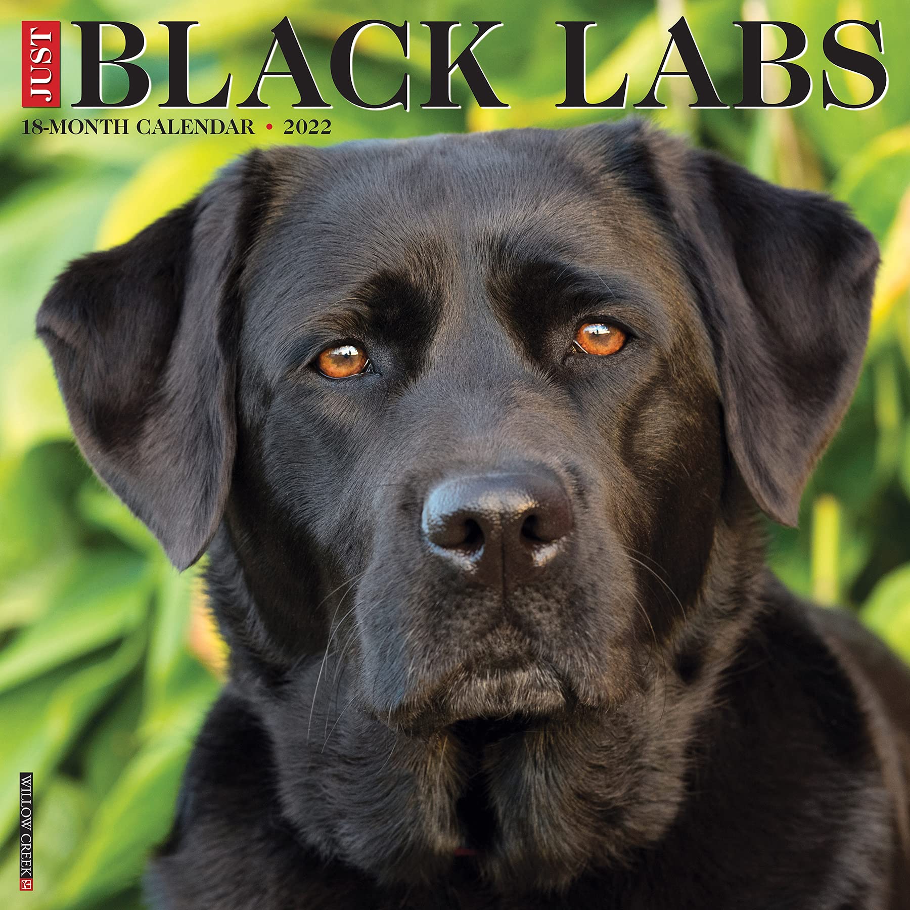 Detail Pictures Of Black Labradors Nomer 50