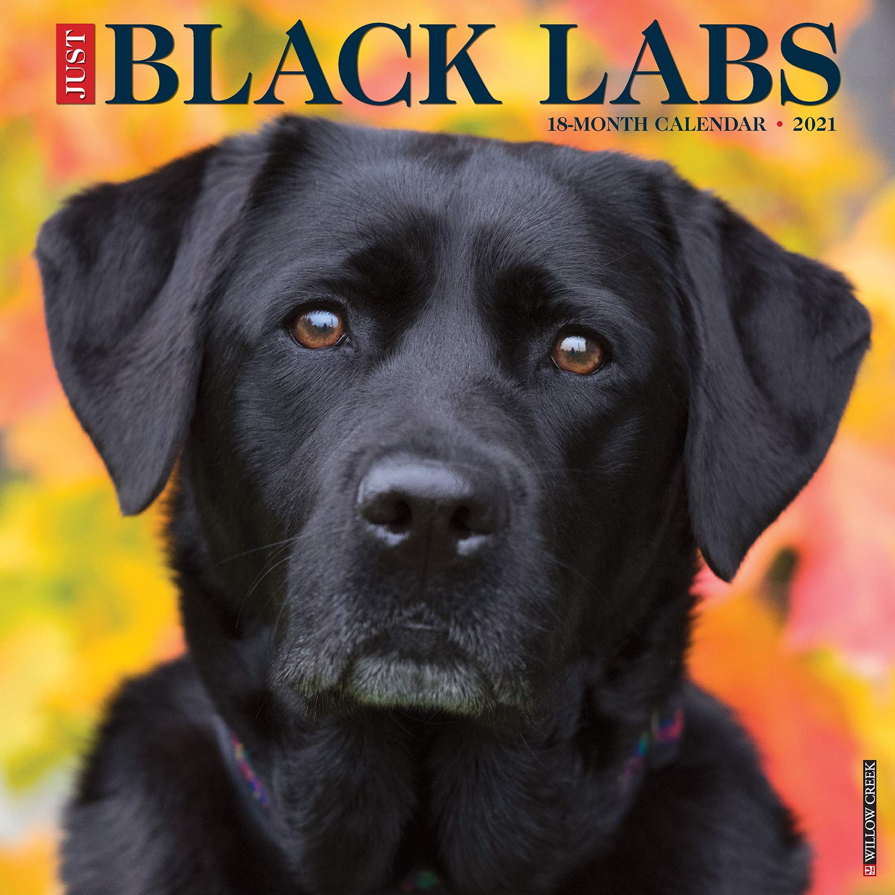 Detail Pictures Of Black Labradors Nomer 54