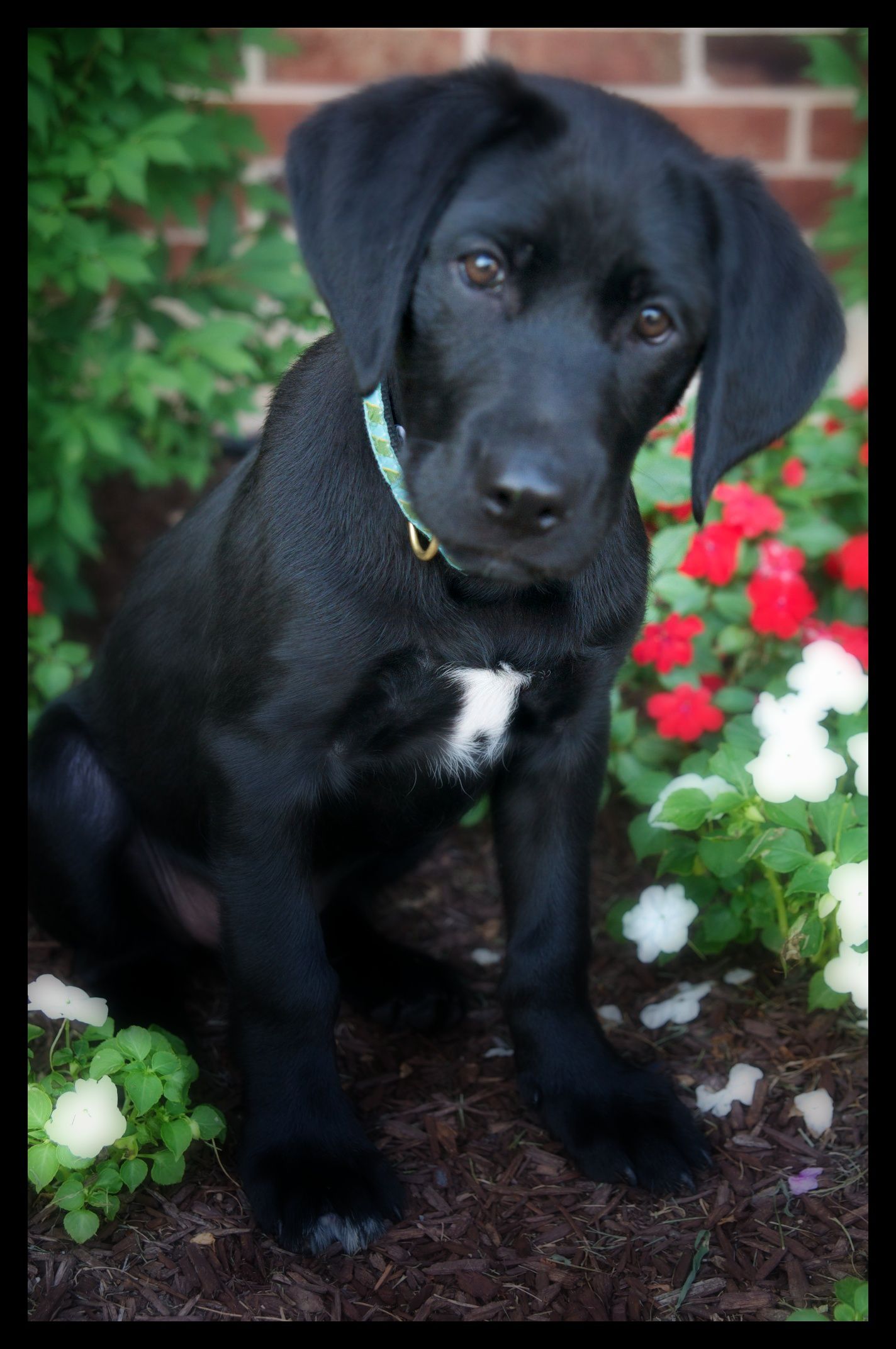 Detail Pictures Of Black Labradors Nomer 56