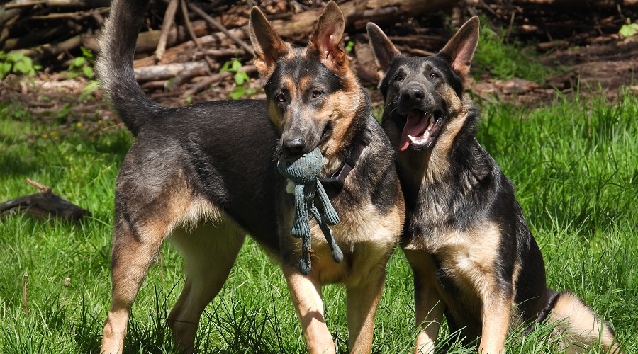 Detail Pictures Of Blue German Shepherds Nomer 44