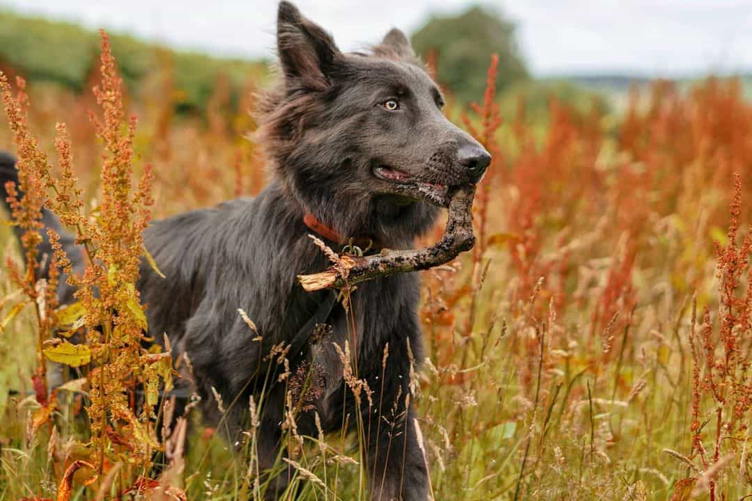 Detail Pictures Of Blue German Shepherds Nomer 48