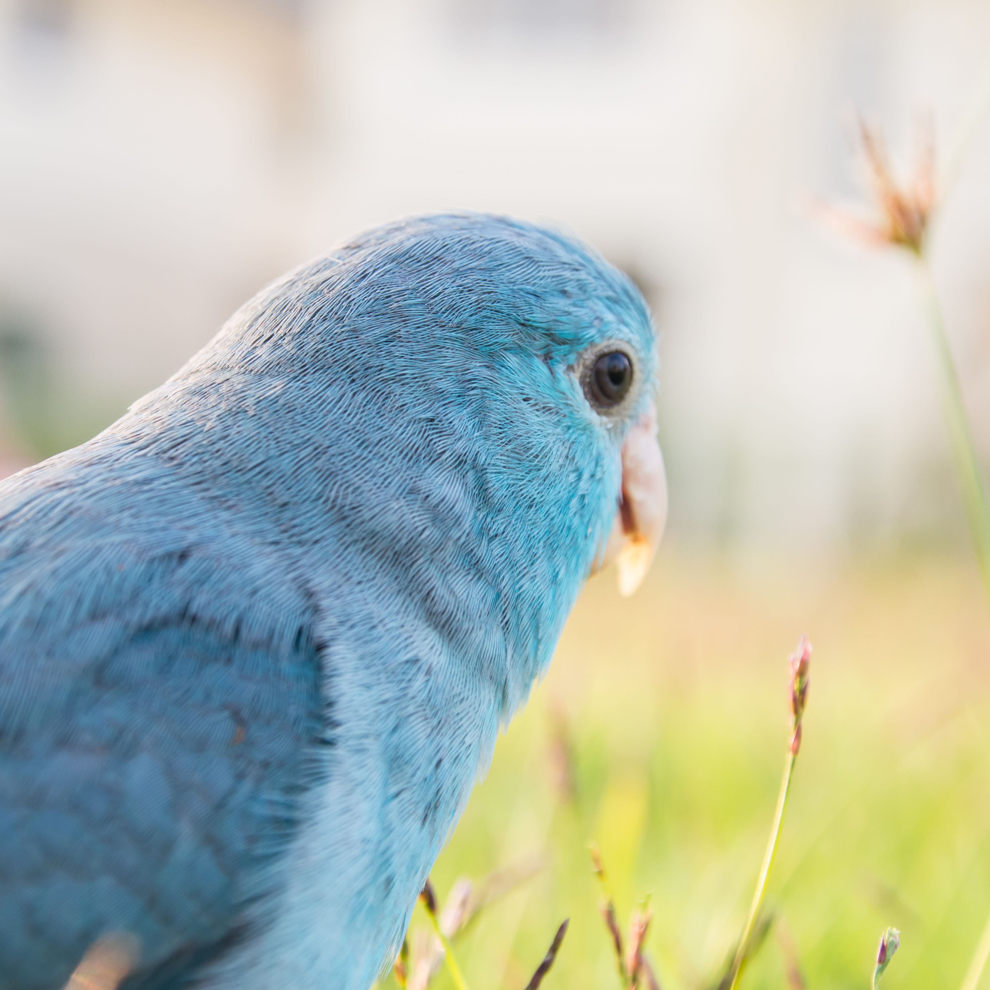 Detail Pictures Of Blue Parrots Nomer 2