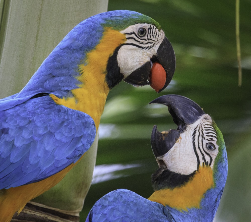 Detail Pictures Of Blue Parrots Nomer 12