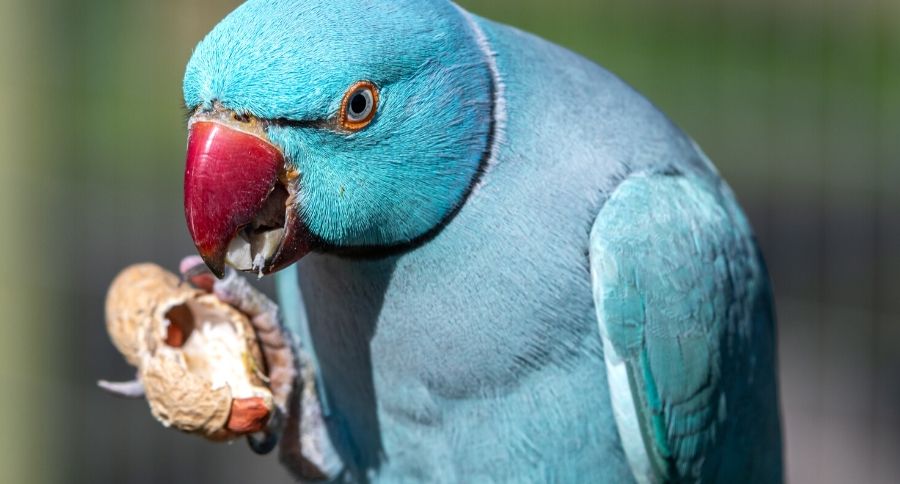 Detail Pictures Of Blue Parrots Nomer 15