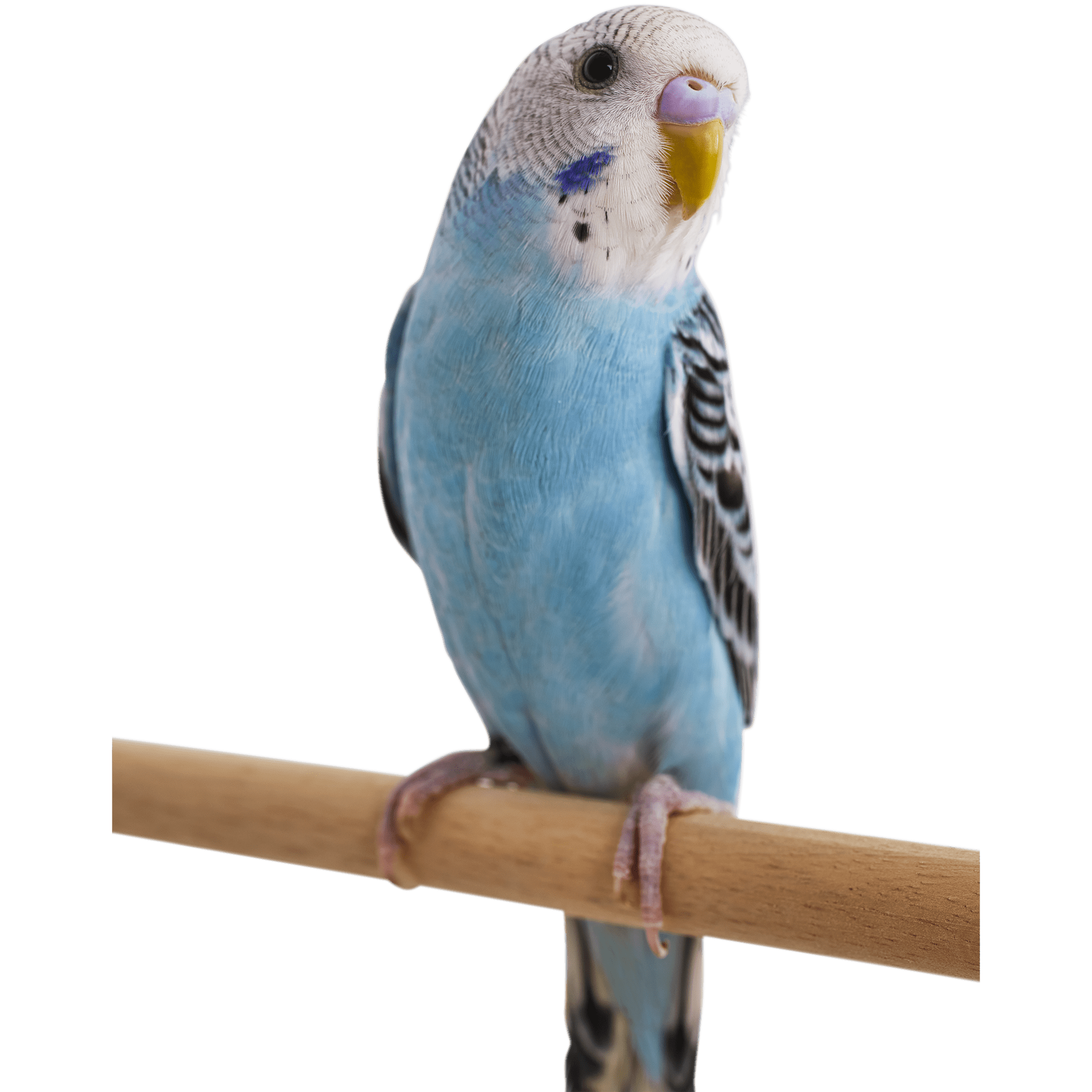 Detail Pictures Of Blue Parrots Nomer 31