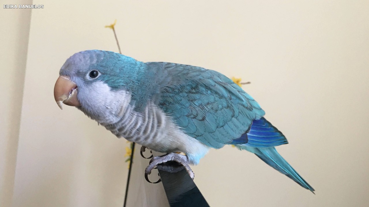 Detail Pictures Of Blue Parrots Nomer 33