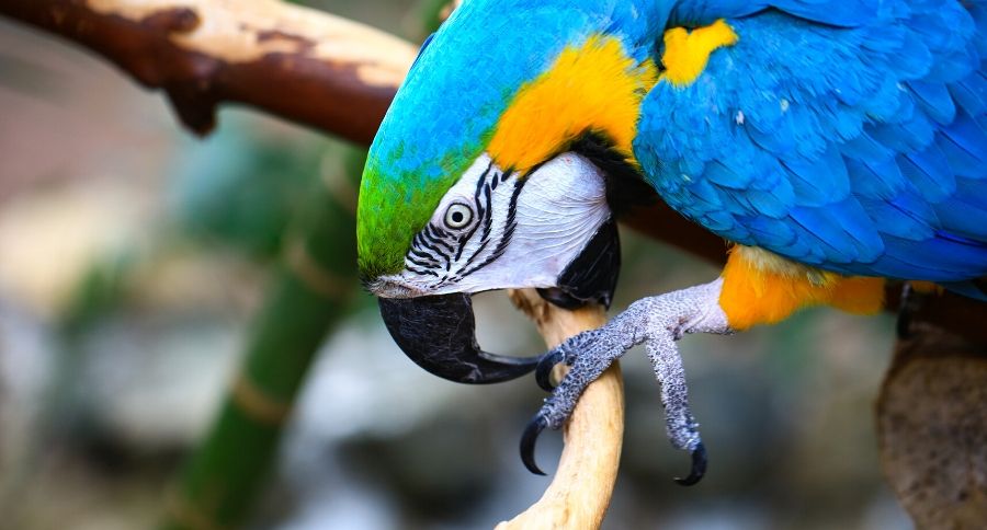 Detail Pictures Of Blue Parrots Nomer 36