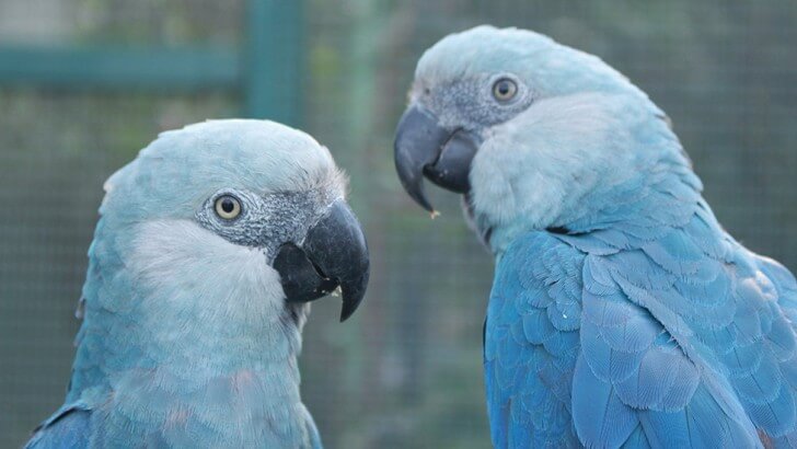 Detail Pictures Of Blue Parrots Nomer 6