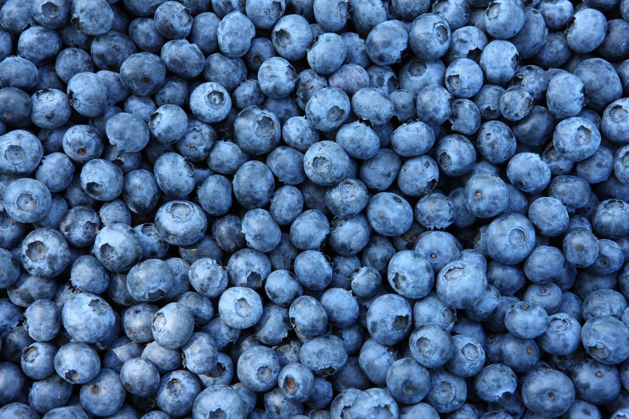 Detail Pictures Of Blueberries Nomer 24