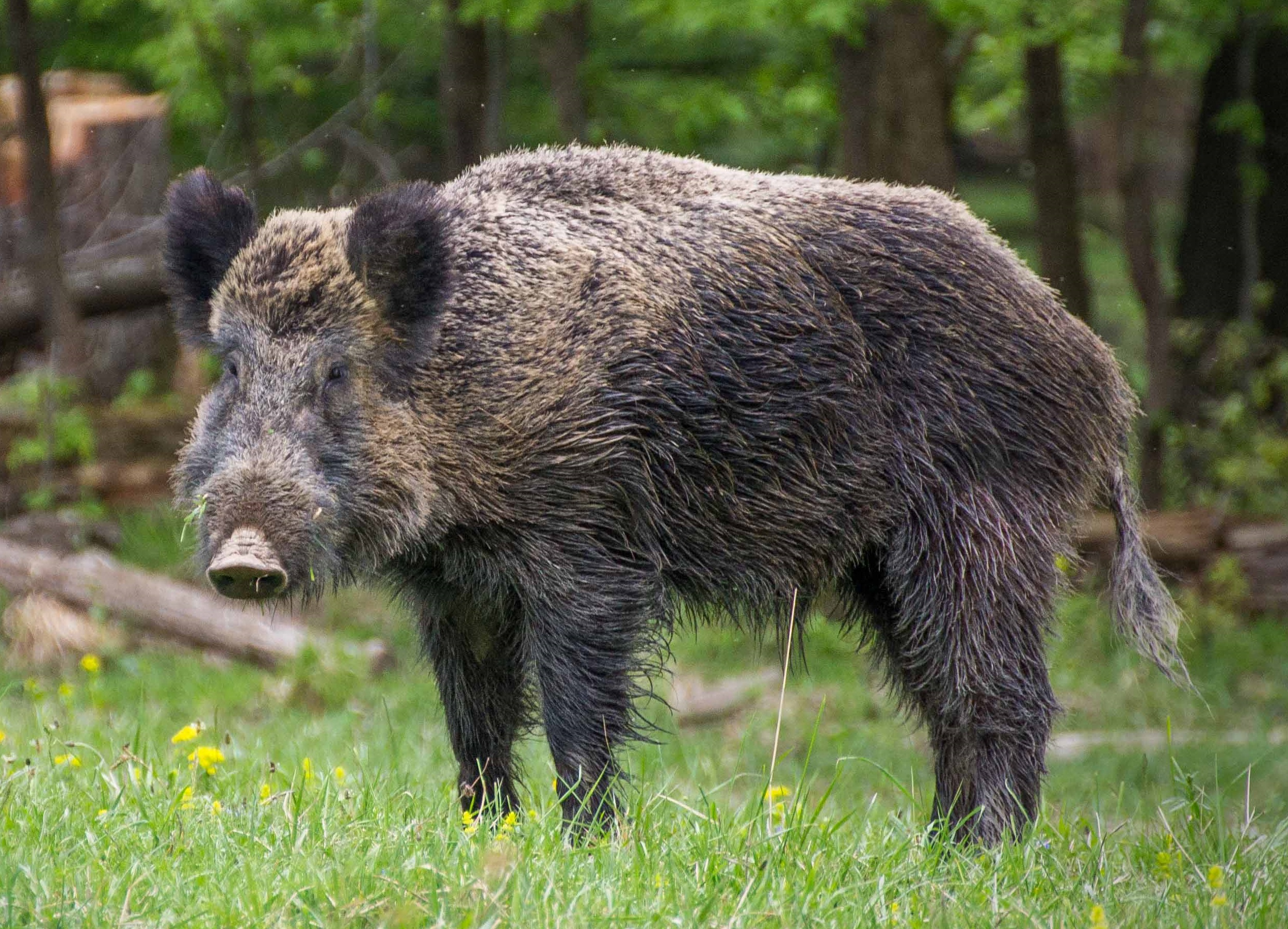 Pictures Of Boars - KibrisPDR