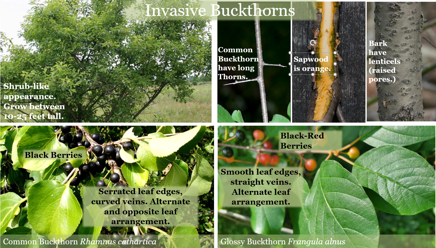 Detail Pictures Of Buckthorn Nomer 10