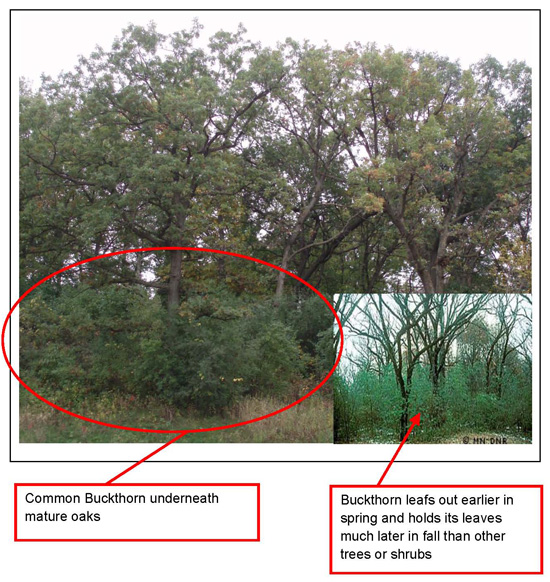 Detail Pictures Of Buckthorn Nomer 14