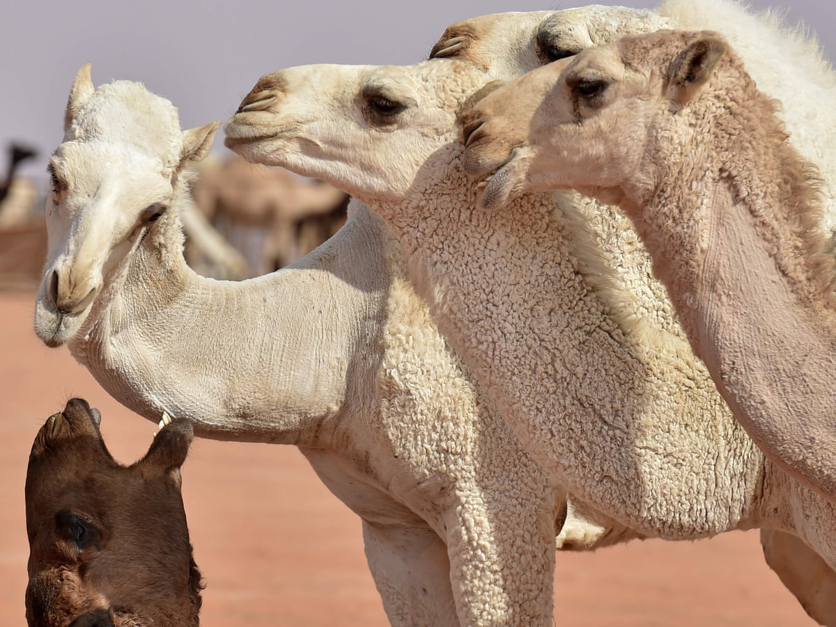 Detail Pictures Of Camels Nomer 14