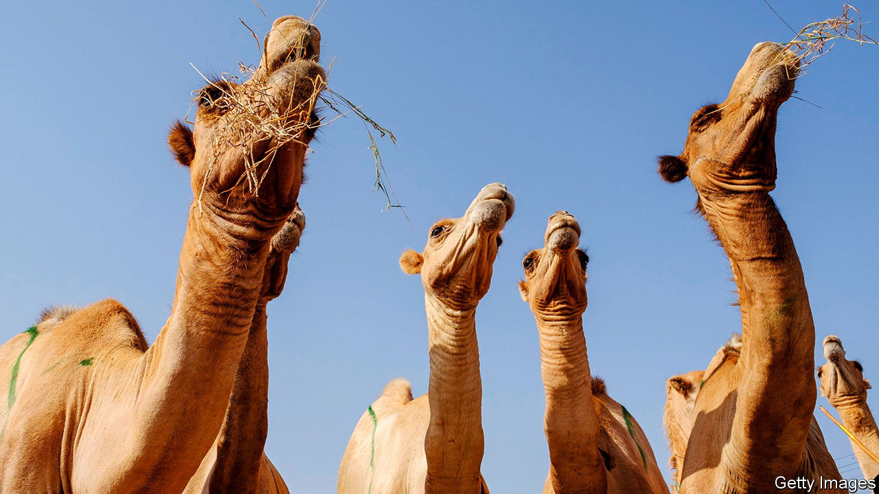 Detail Pictures Of Camels Nomer 27