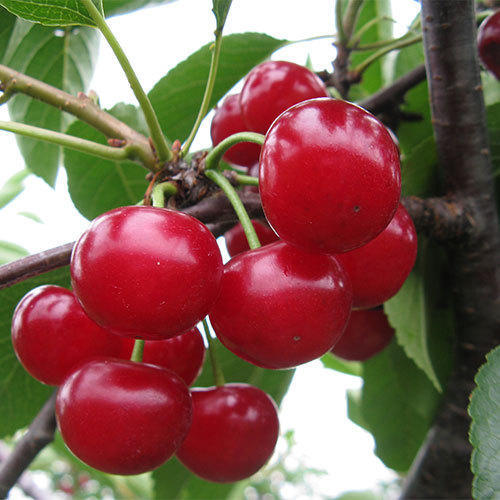 Detail Pictures Of Cherry Fruit Nomer 40