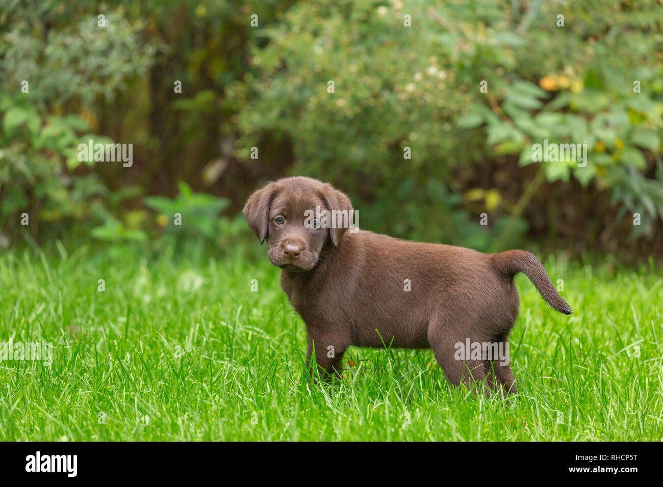 Download Pictures Of Chocolate Lab Puppies Nomer 12