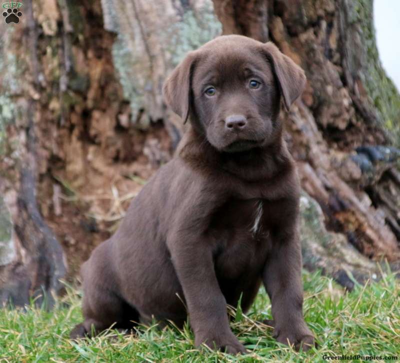 Detail Pictures Of Chocolate Lab Puppies Nomer 3